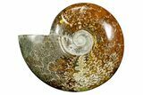 Polished Ammonite (Cleoniceras) Fossil - Madagascar #372956-1
